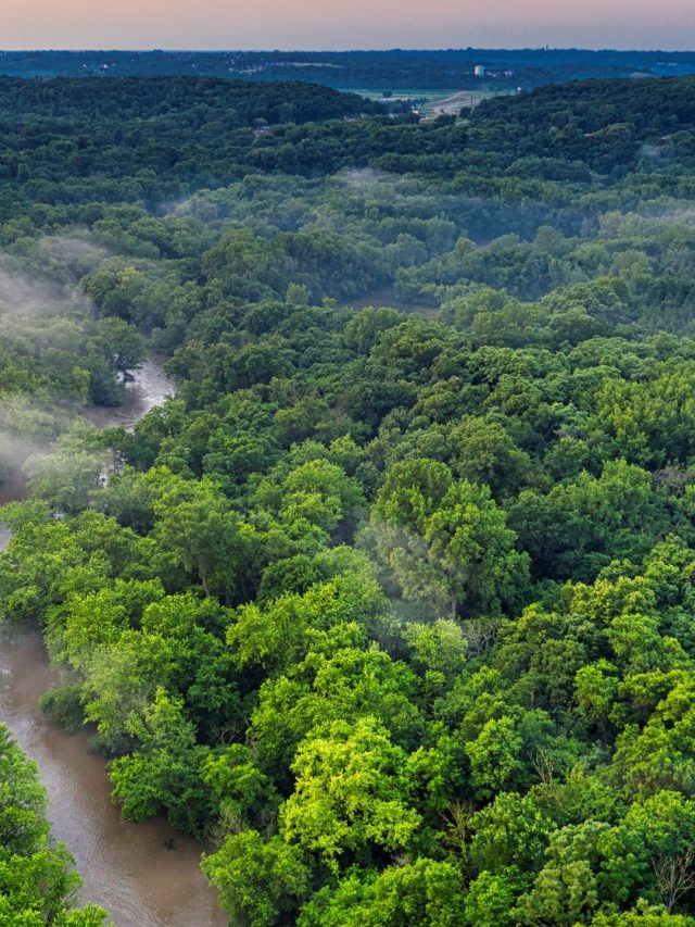 Do You Know These 6  Forbidden Forests In The World?