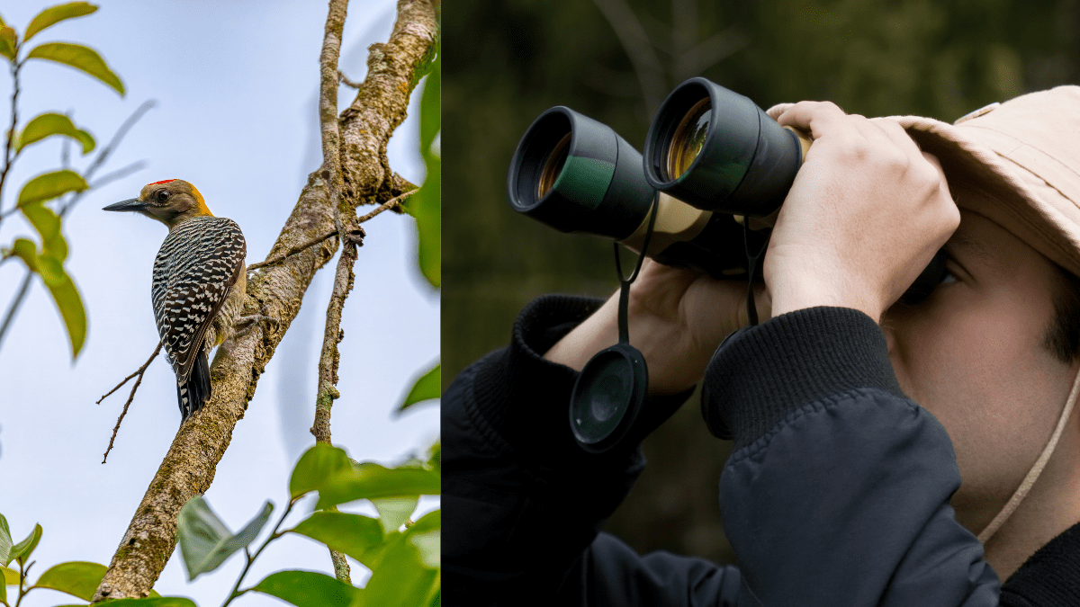 Love Watching Birds? There Is A Platform That Helps You Discover Everything About Birding