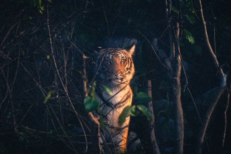 tiger safari jim corbett