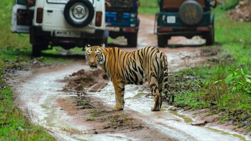 tiger safaris jim corbett