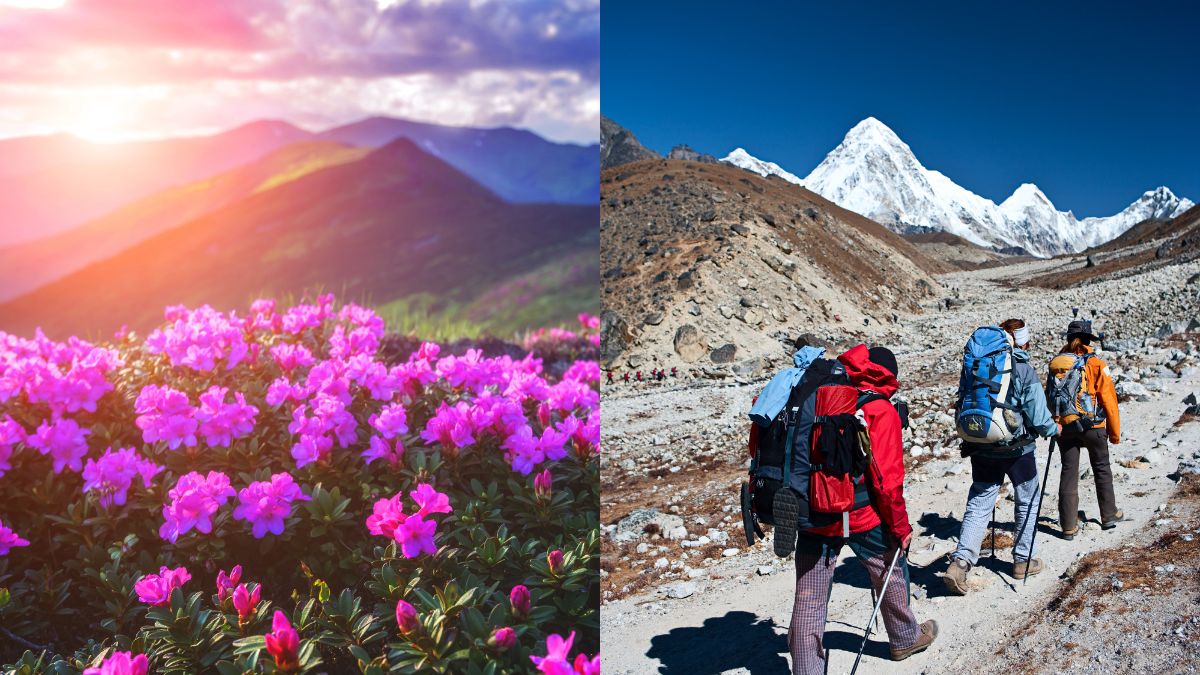 From Brahmatal Trek To Deoriatal Chandrashila Trek, Go On 6 Treks To Catch A Glorious Sight Of Rhododendrons Blooming