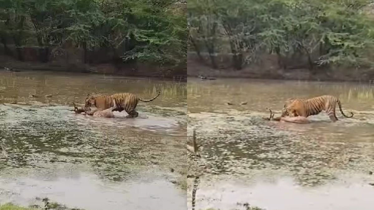 Watch: Enthralling Video Shows Tiger Dragging Prey Across Waterhole In Ranthambore National Park