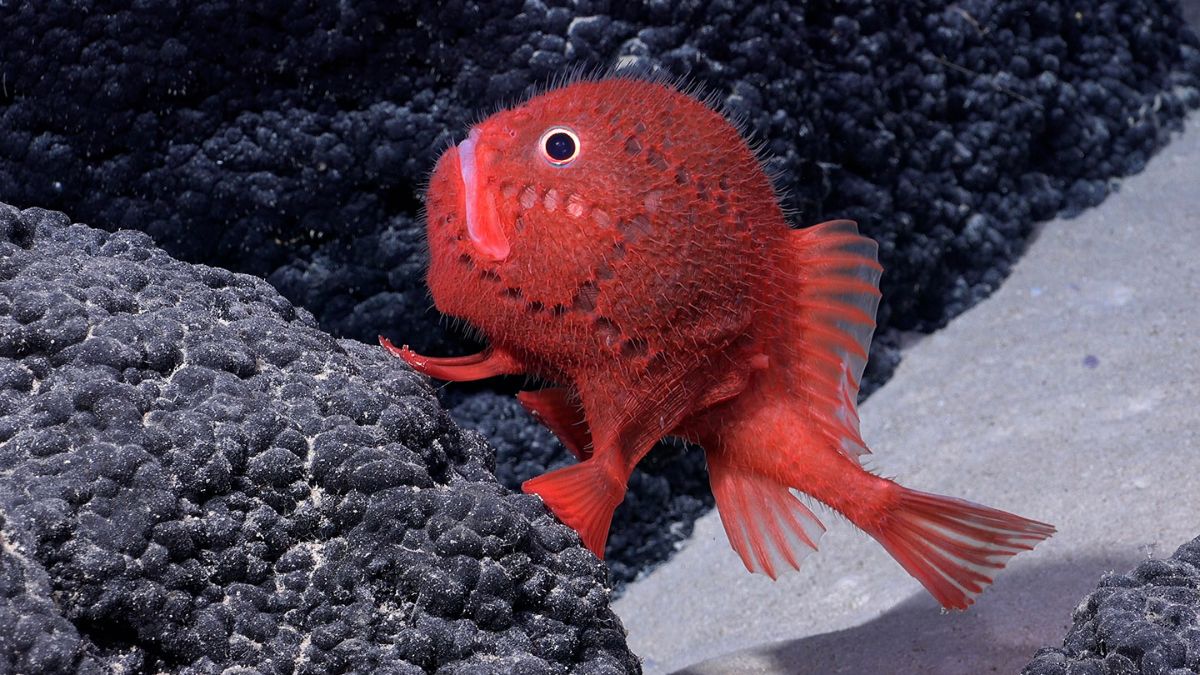 Descubrimiento de un raro pez «andante» frente a las costas de Chile;  La misión también encontró más de 100 nuevos organismos acuáticos.