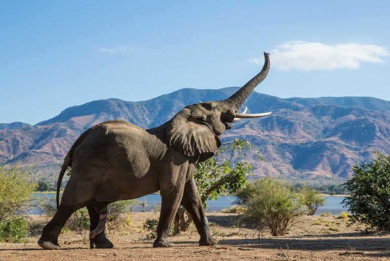Elephant Kills Mahout