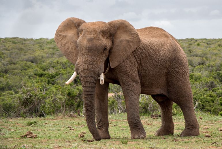 Elephant Kills Mahout