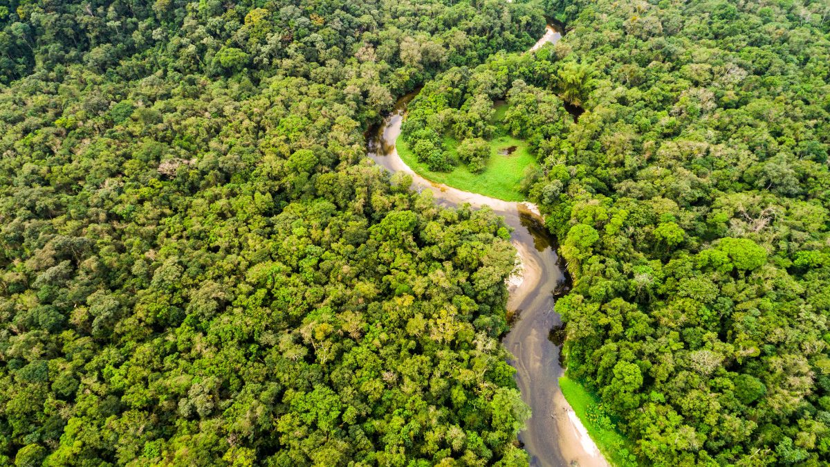 Is The World’s Largest Rainforest Natural One Or Man-Made? Delve Deeper Into The Amazon
