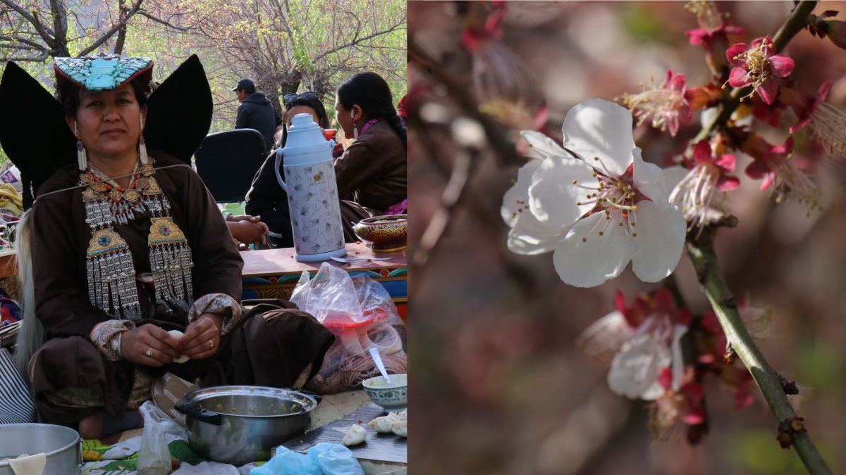 Apricot Blossom Festival 2024: Here’s All About The Dates, Timings & Activities At The Ongoing Fest In Ladakh
