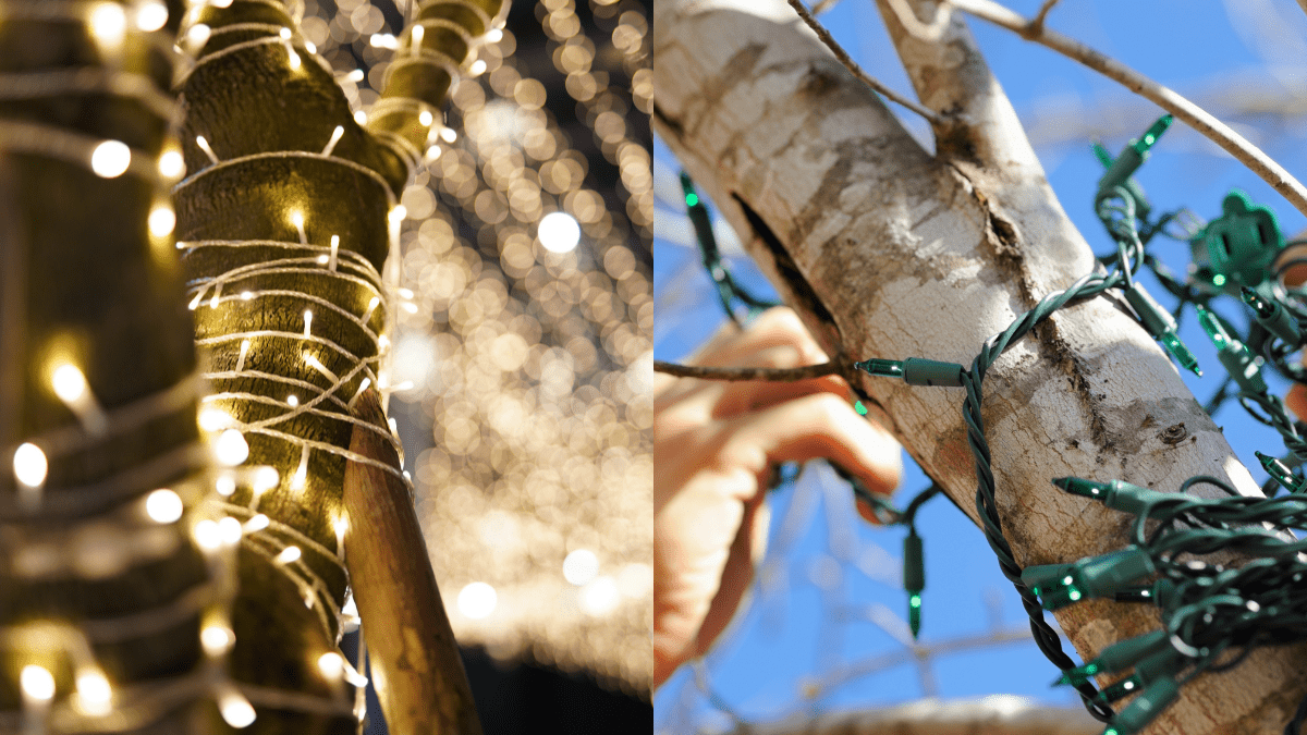 Why Is BMC Removing Decorative Lights That It Put On The Many Trees In Mumbai?