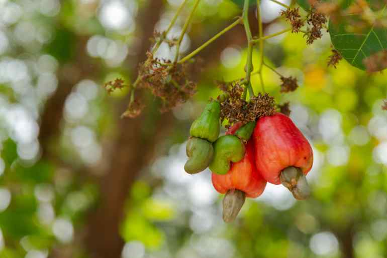 Andhra Pradesh Cashew 