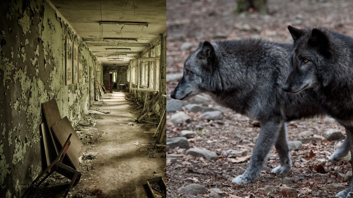 Human Population Waned, But Wolves Thrive & Survive Amidst Radioactivity At Chernobyl Exclusion Zone