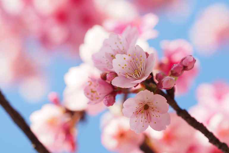 Cherry blossom destinations 