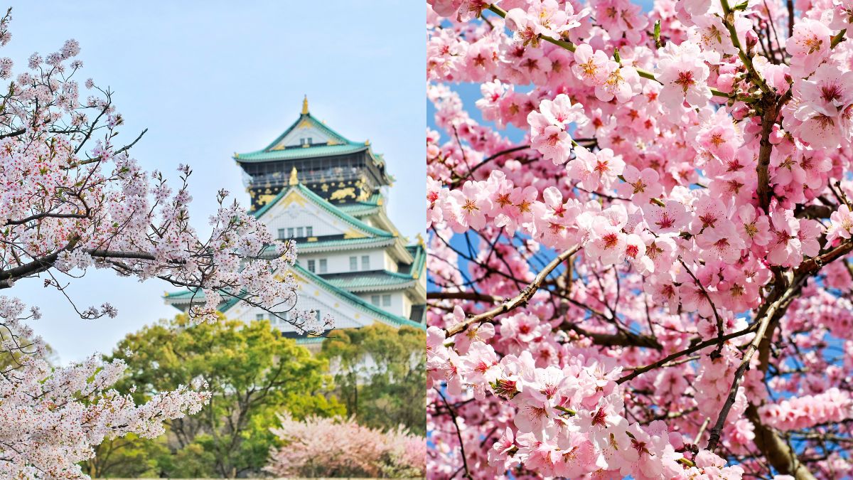 10 Best Places In The World To Witness Cherry Blossom Bloom And Be In Pink Paradise