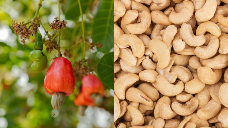 Andhra Pradesh Cashew