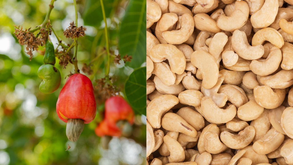 Farmers In Andhra Pradesh’s East Godavari Turn To Cashew Cultivation, But Why?