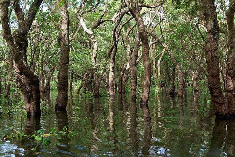 Cambodian Mangrove