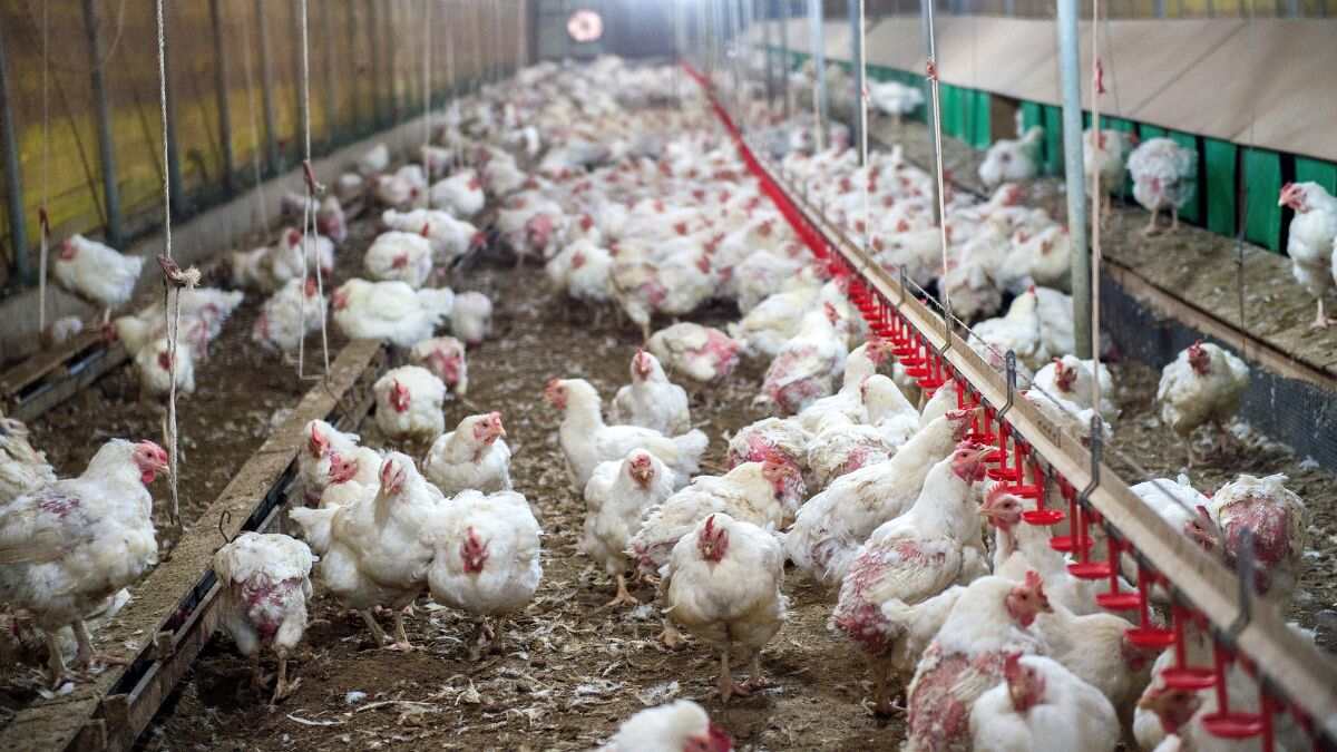 Jharkhand: Govt Issues Alert After Bird Flu Cases Hit State-Run Poultry Farm; Bans Chicken Sale