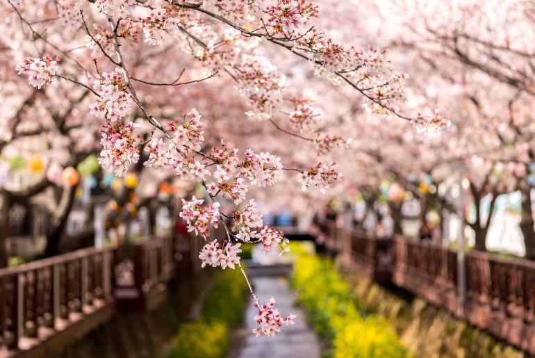 10 Best Places In The World To Witness Cherry Blossom Bloom And Be In Pink Paradise