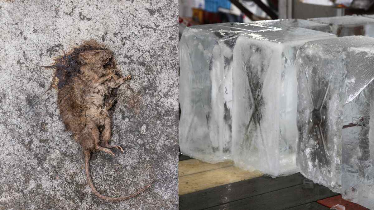 Pune: Dead Rat Found In Ice Block Being Supplied To Hotels; Netizens Demand Stricter Checks