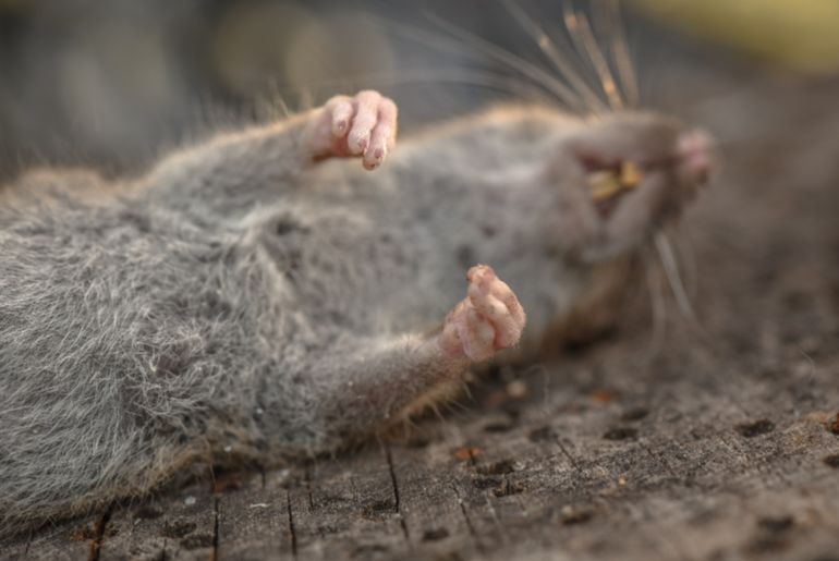 Rat In Ice Block