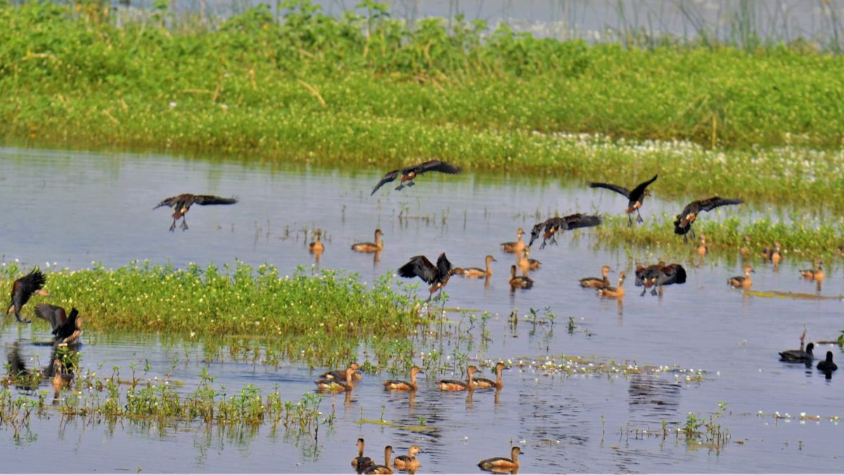 In The Outskirts Of Indore, MP’s Sirpur Wetland Is A Ramsar Site & A Biodiversity Haven