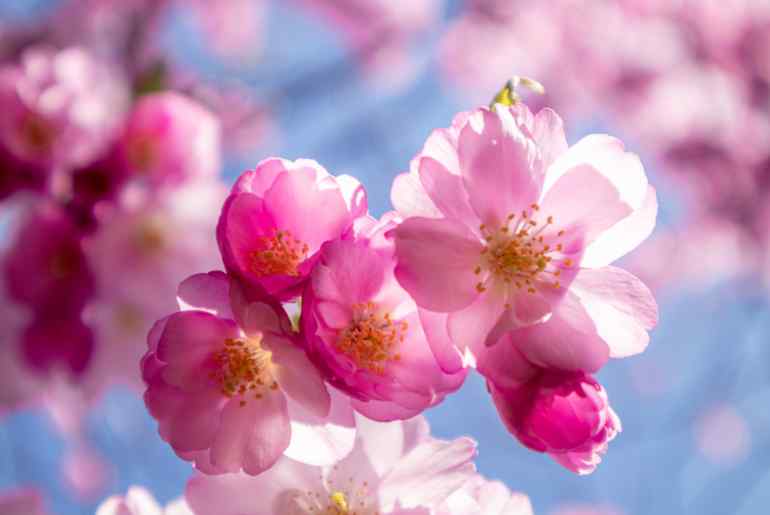 Cherry blossom destinations 