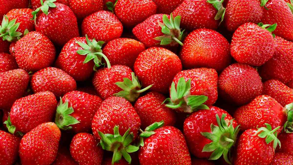 Strawberry Festival 2024: Meghalaya Will Host The Event; From Dates To Venue, All About It