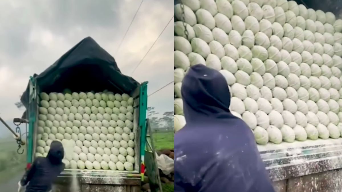 Video: Man Throws Chemical Powder On Truck Full Of Cabbages; 4 Tips To Remove Them Before Eating