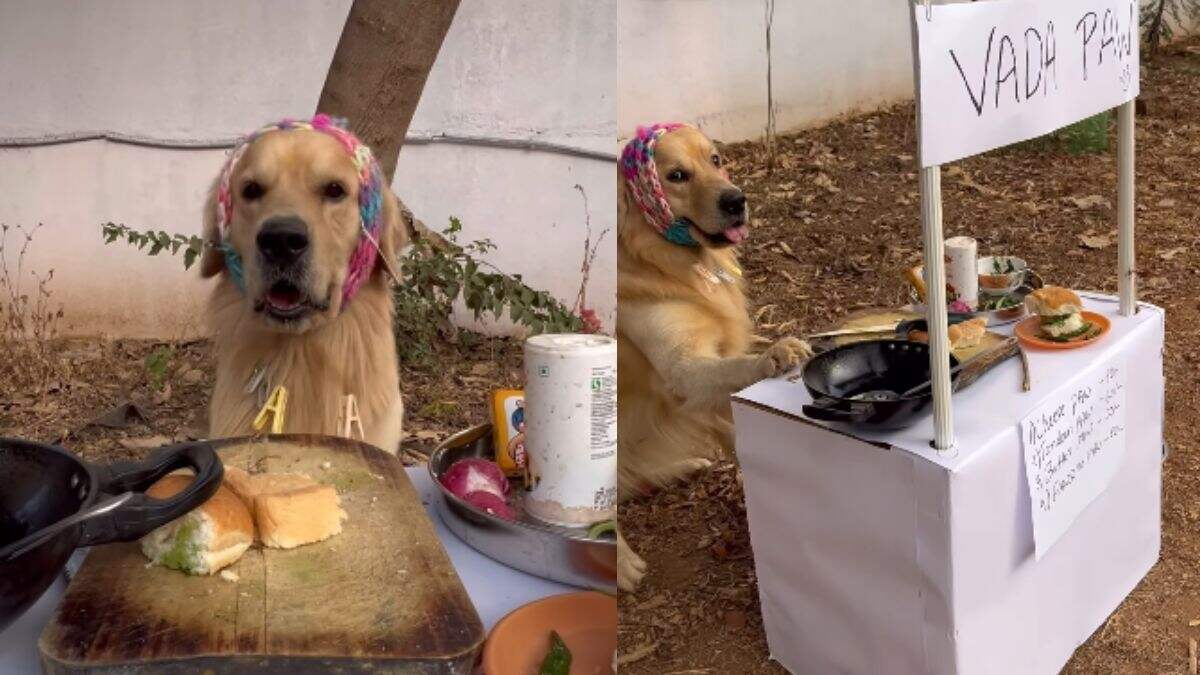 Viral Video: Pet Dog Sets Up A Stall & Makes Vada Paw; Owner Shares The Cutest Video