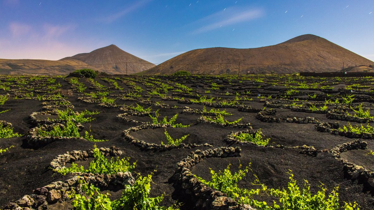 Ever Tried A Volcanic Wine? Explore The Exotic Tastes And Beauty Of Lanzarote’s Liquid Gems, Born From Fiery Earth!