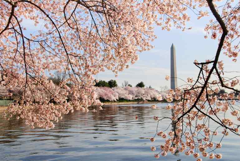 cherry blossom destinations 