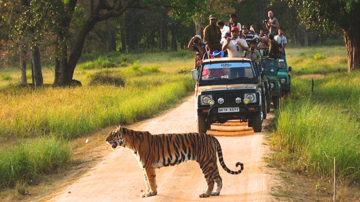 From Kabini To Pench, 6 Wildlife Summer Camps 2024 For Kids In India