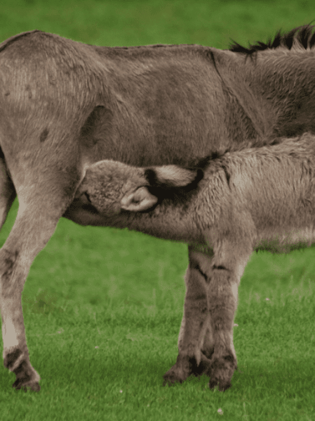 Are There Benefits Of Drinking Donkey Milk? Find Out Here