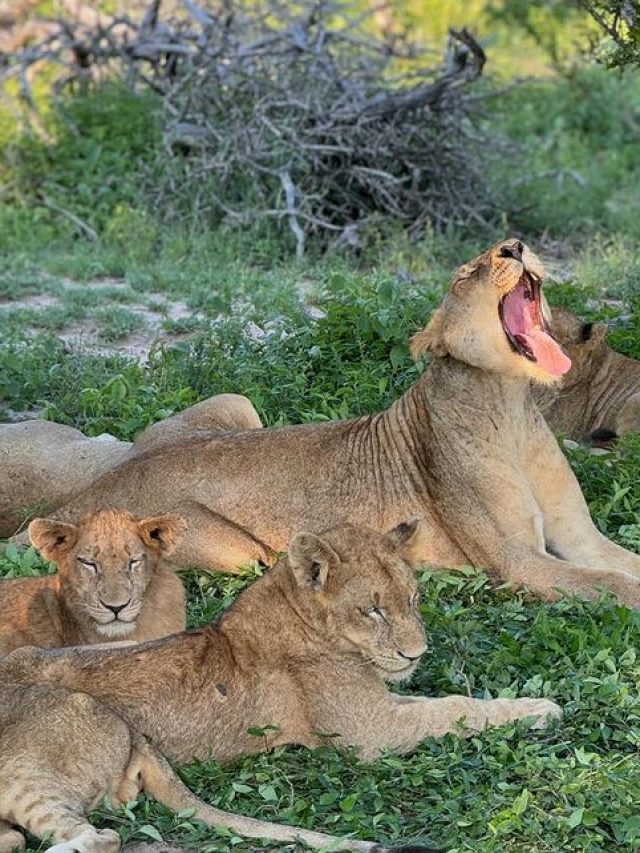 Inside Athiya Shetty’s Wildlife Safari In South Africa; Spots Leopards, Lions, Giraffes & More! Inside Athiya Shetty’s Wildlife Safari In South Africa; Spots Leopards, Lions, Giraffes & More!