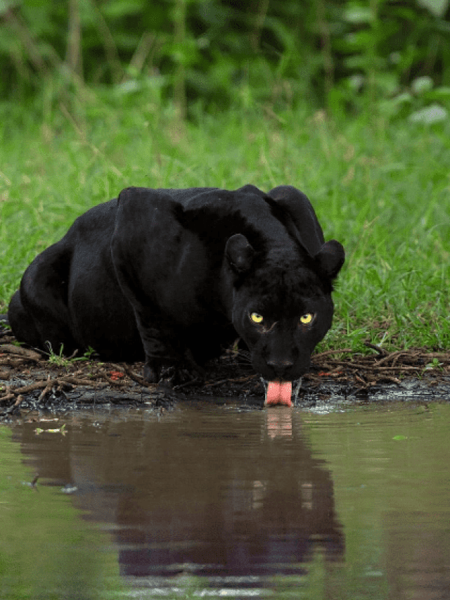 6 Wildlife Summer Camps Of 2024 In India For Kids