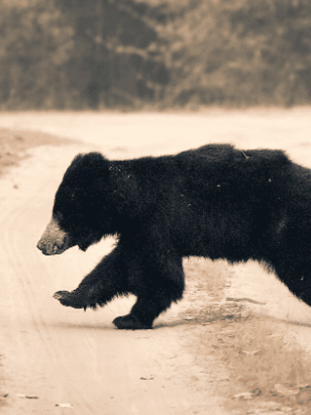 5 Wildlife Places To Head To Near Hampi 5 Wildlife Places To Head To Near Hampi