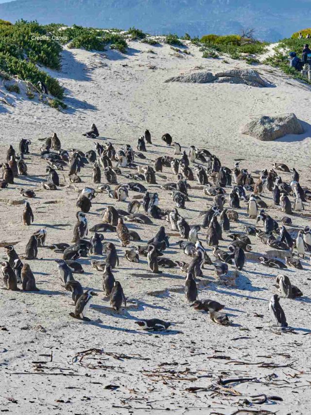 Penguin Paradise, Boulders Beach Ranks 2nd Amongst World’s Top 100 Beaches Penguin Paradise, Boulders Beach Ranks 2nd Amongst World’s Top 100 Beaches