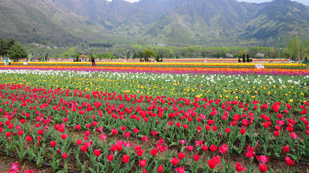 Kashmir’s Tulip Garden Closes With Record-Breaking Tourist Numbers; Witnesses 4.3 Lakh Footfall In 2024 Season