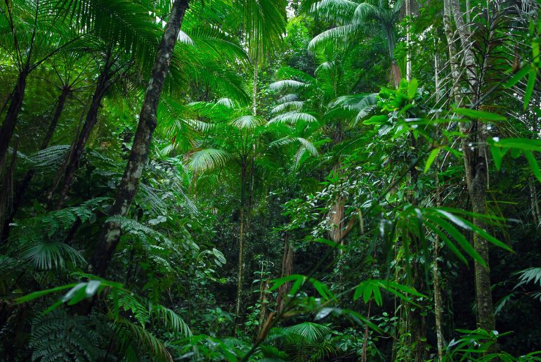 manmade rainforest