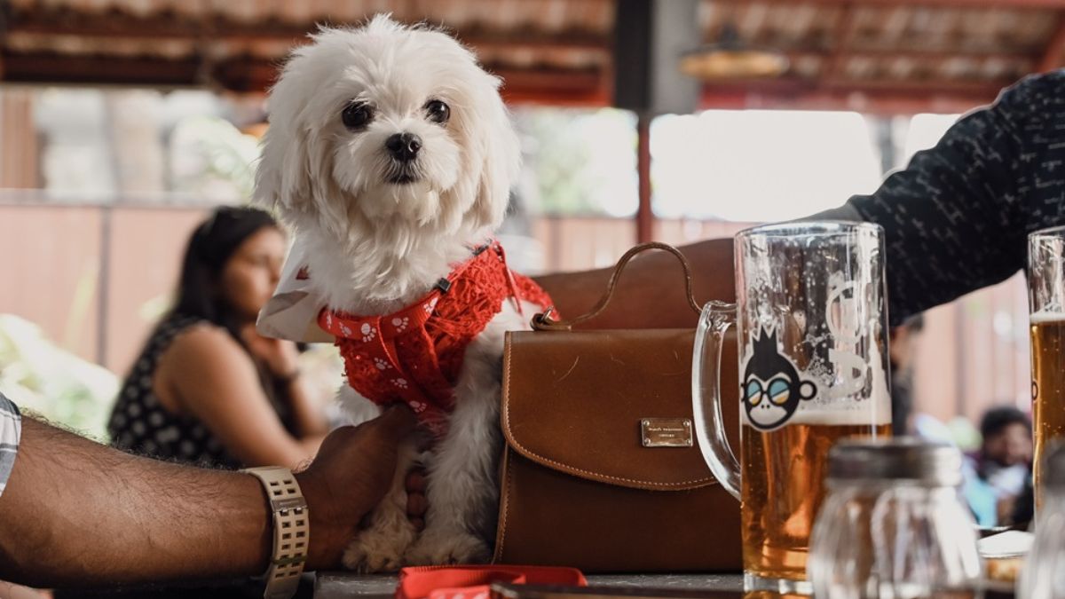 Paw-Parents, Take Your Furry Friends To These 6 Pet-Friendly Events This Summer; It’s Purr-fect!