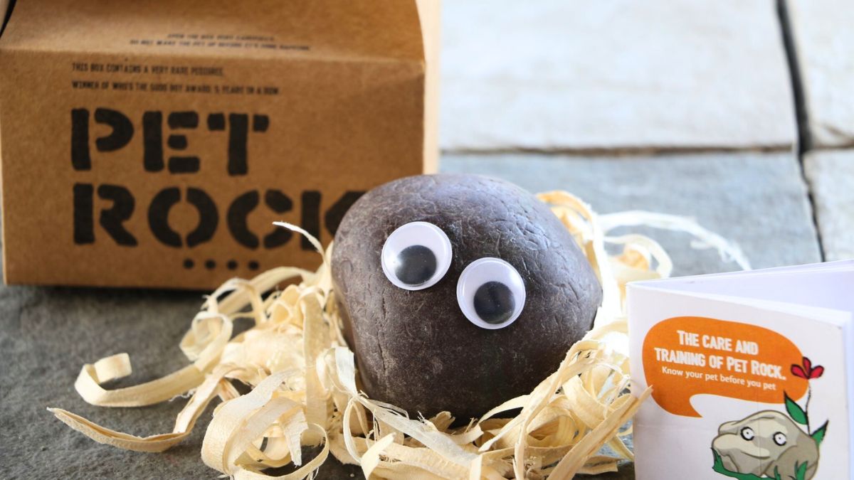 In South Korea, The Trend Of Owning A Pet Rock Is Going Viral & This Is The Reason!