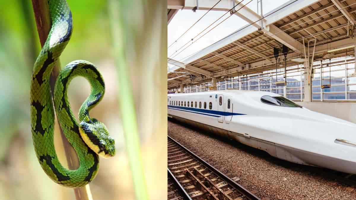 ‘Snake On A Train’ Causes Japan’s Bullet Train To Be Delayed By 17 Min, A Rare Occurrence
