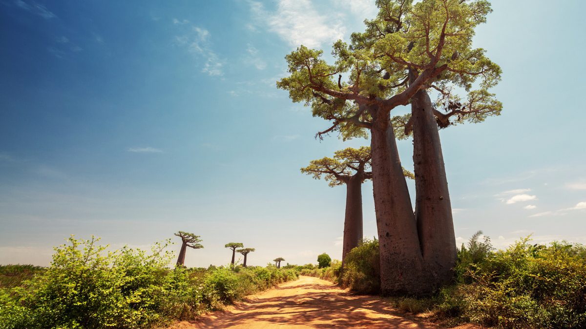 How Is AI Assisting Communities In Preserving Madagascar’s Baobab Forest?