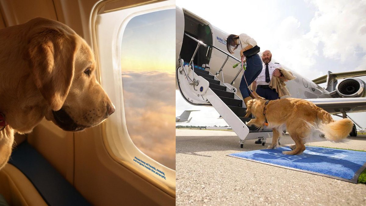BARK Air, The Recently Launched Pawsome Airline Is Dedicated To ‘Very Important Pups’, Where Every Dog Flies First Class!