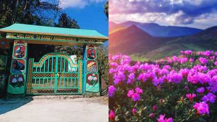 Sikkim Has A Sanctuary Dedicated To Pretty Rhododendron & Has Over 500 Varieties