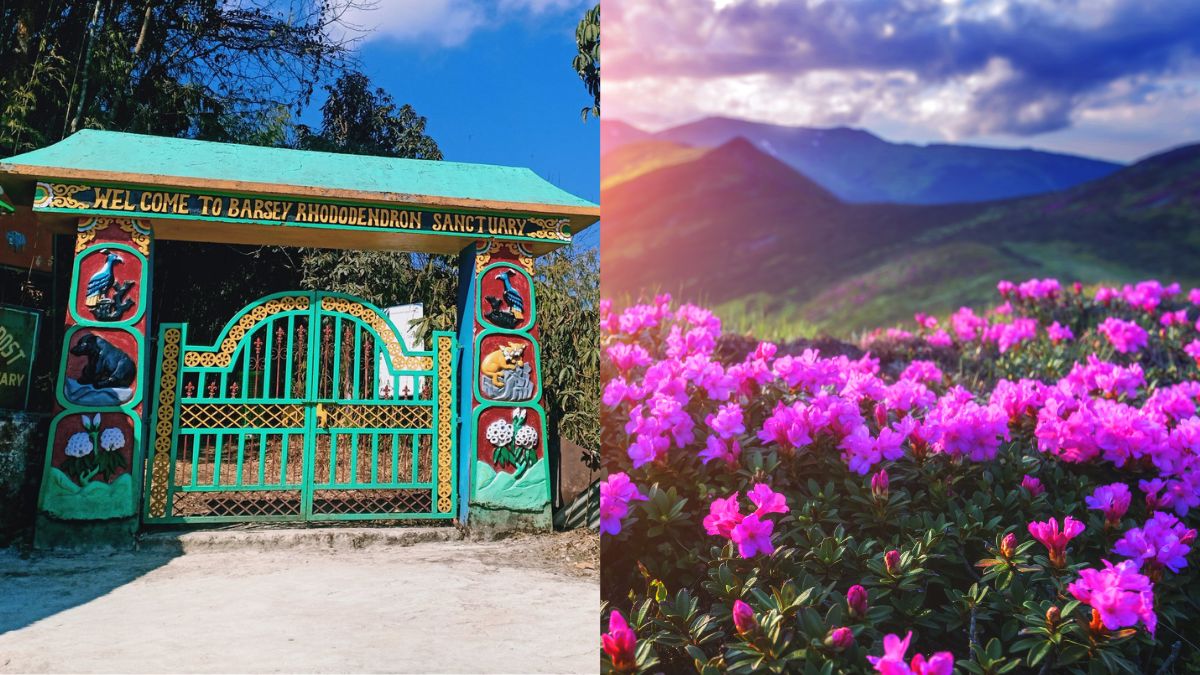 Sikkim Has A Sanctuary Dedicated To Pretty Rhododendron & Has Over 500 Varieties