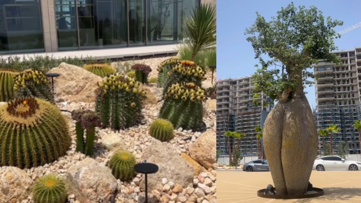 Dubai Welcomes A New Cactus Park In Al Jaddaf & The Entry Is Absolutely FREE!