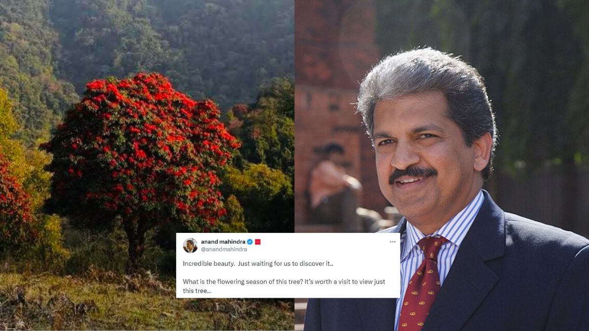 “Worth A Visit To View Just This Tree,” Says Anand Mahindra About Nagaland’s Rhododendron Tree & Netizens Agree