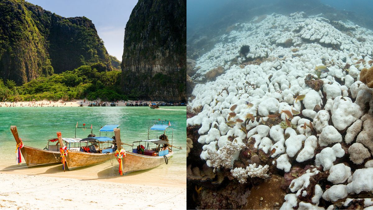 Thailand Shuts Down Koh Pling Island Due To Extensive Coral Bleaching; Hopes To Aid Coral Reef Recovery