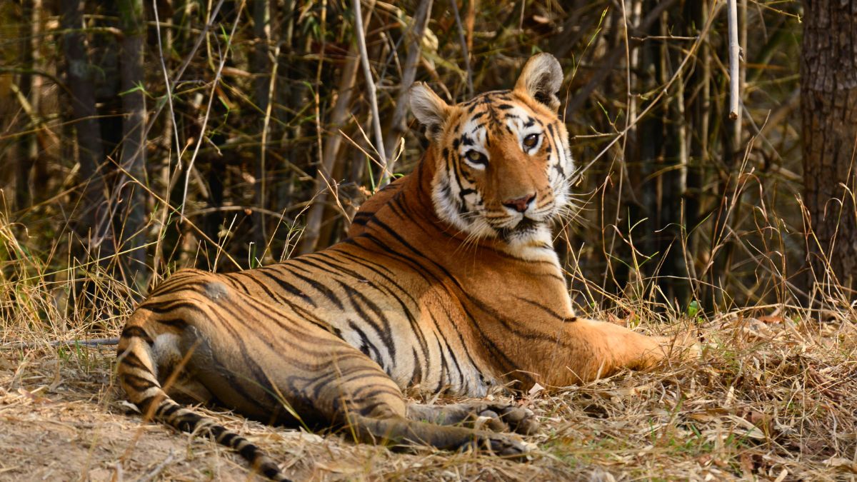 Mumbai: Tigress Srivalli Gives Birth To 4 Cubs In Sanjay Gandhi National Park; One Of Them Died Under Her Weight