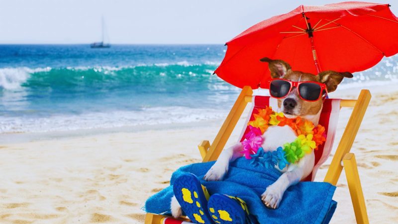 Dog-Friendly Beach
